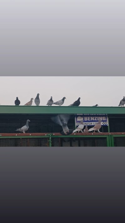 27 pigeon Culp