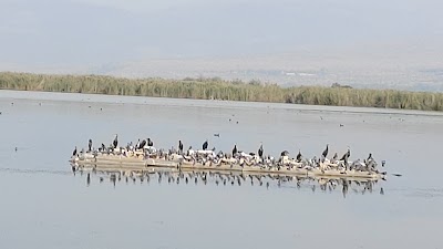 חניון שמורת החולה