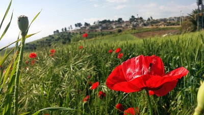 דור אלון אלומות