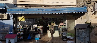 פגז עולם החי צפת