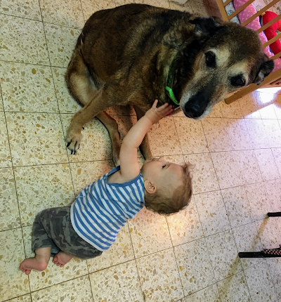 מרפאה וטרינרית ד"ר שירה בן הלוי בשדה נחמיה