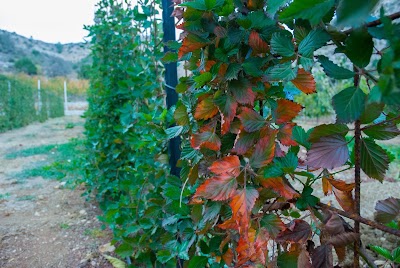קטיף עצמי נווה אטיב