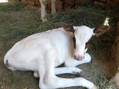 عيادة الجزيرة البيطرية-Aljazira vet clinc