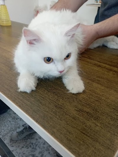 عيادة الطبيب البيطري حيان اسماعيل