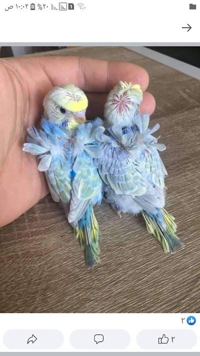 ابو الخير لطيور الزينة