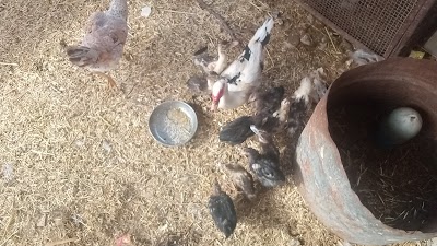 أبو بدر (للطيور)