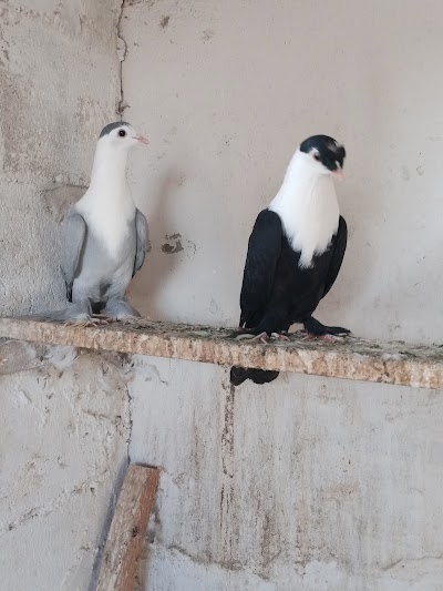ابوحسن المصري