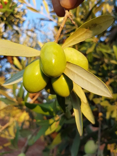 Afrin Roz عفرين روز
