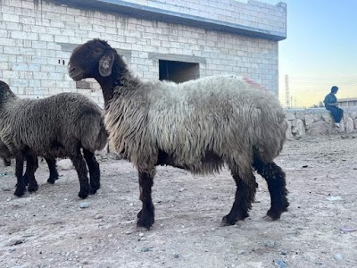 اكبر فسفوس
