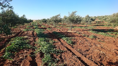 al cocalia
