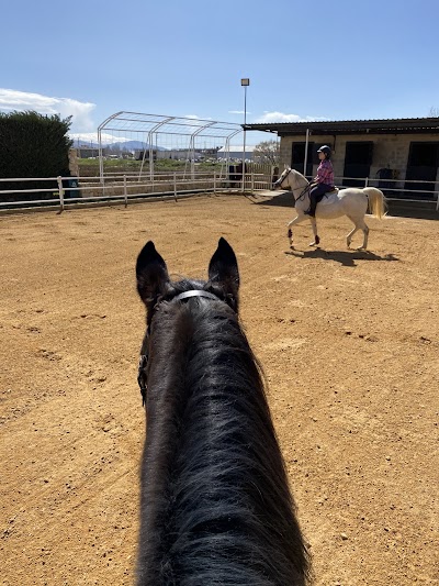 Al mazloum stud