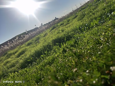 الاحمر