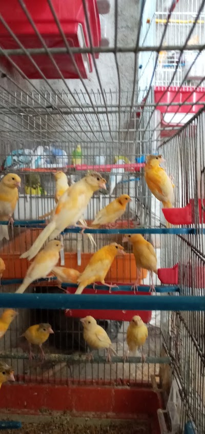 الفؤاد لطيور الزينة
