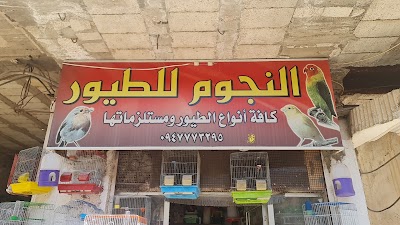 النجوم للطيور
