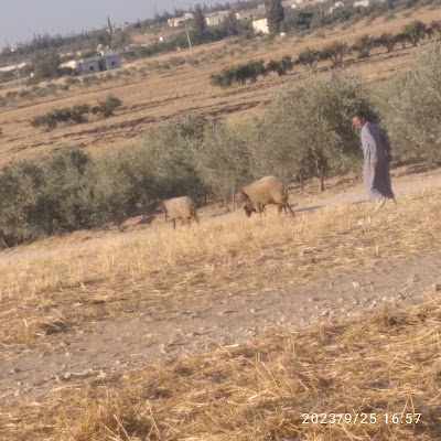 الشواخين