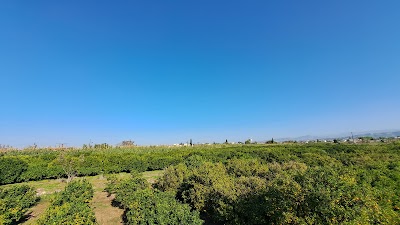 الشراشير