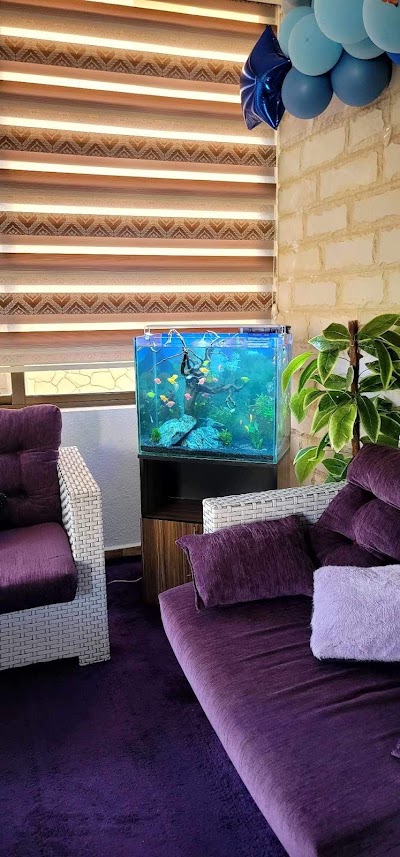 Angel fish