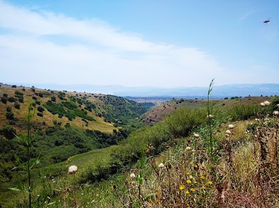 Ani'am