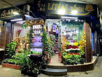 أزهار الإخلاص Loyal Rose
