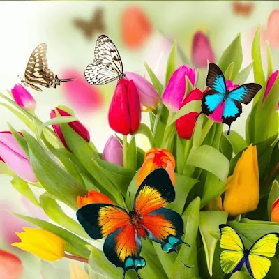 أزياء فراشات