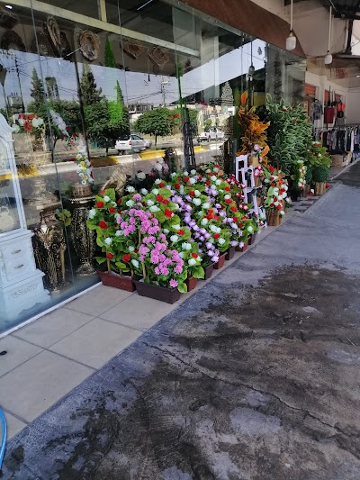 بيشانكه ها شرانش بو فروتنه گول