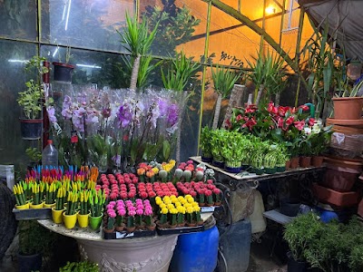 Casablanca Flowers