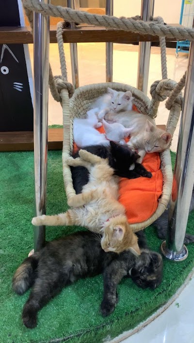 Cat cafe