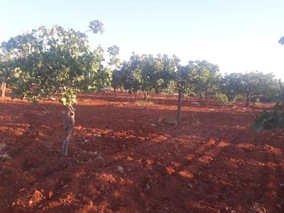cevdet emlak şanli urfa birecik