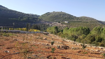 داني القميعة