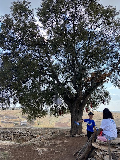 Dara Naif e Mala Safe