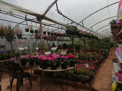 DEMAN FLOWERS
