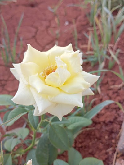 ديرة الموالي