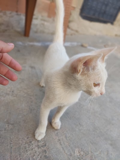 Elfida