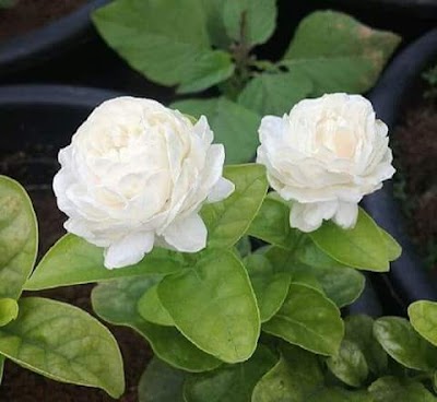 Gardenia