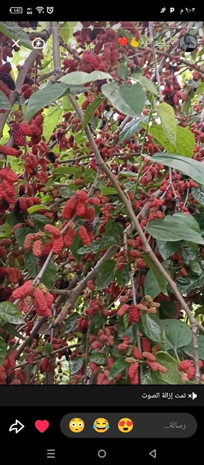 گولخانا برايتى