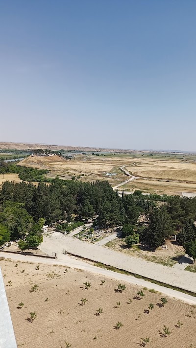 جزيرة الاشجار الجامل