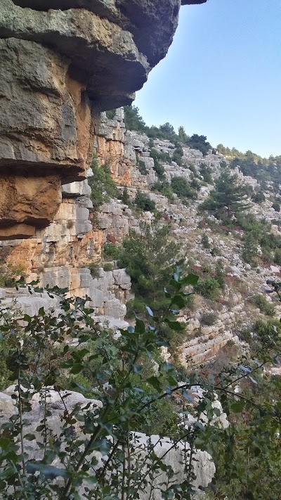 حفة المعلقة