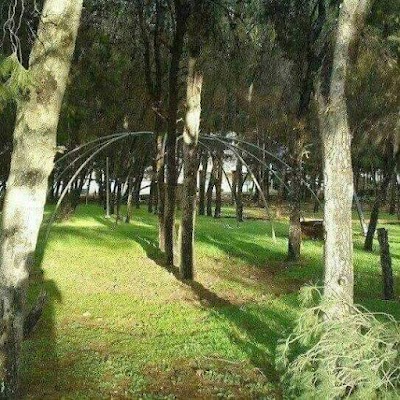 حرش الجمرك