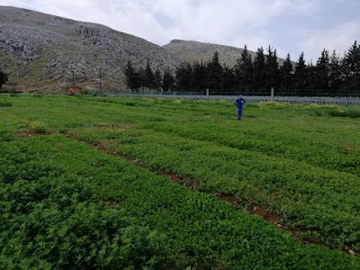 Icarda Terbol