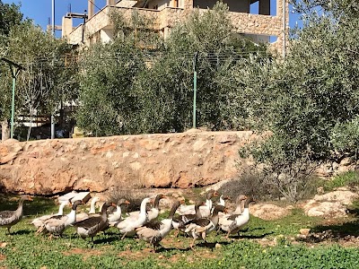 Jerash Dibeen Eco Farm House