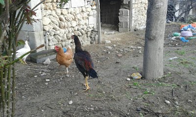 Kamberli İlkokulu/Ortaokulu