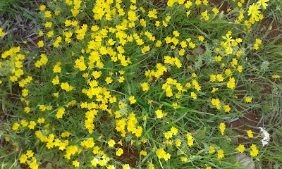 خربا بصرى الشام،الصفحة الجنوبية