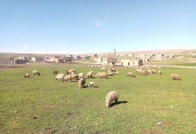 كلت كبير keltê mezin