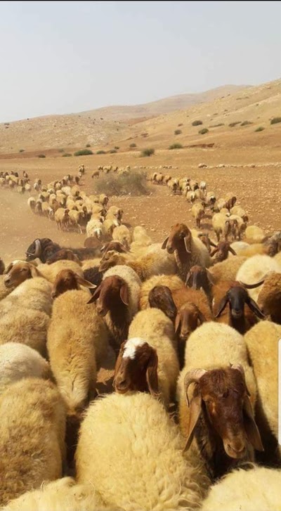 كمب المنبطح