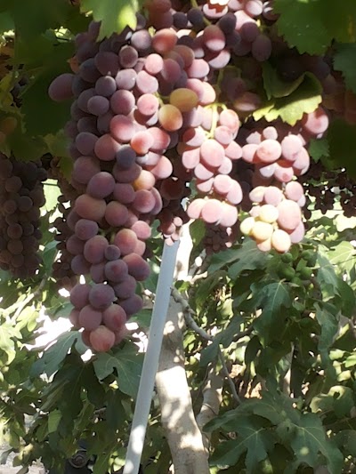 قناة الشيخ طباش