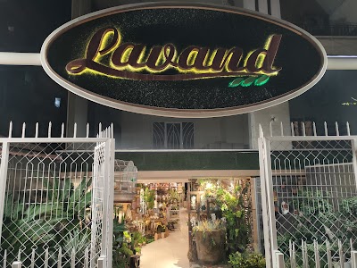 Lavand.لاڤاند