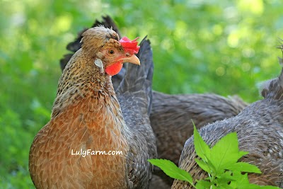 חוות לולי Luly Farm