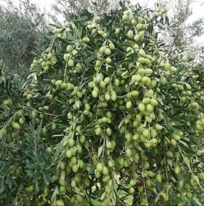معصرة زيفه ٢