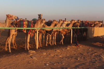 مضمار سباق الهجن