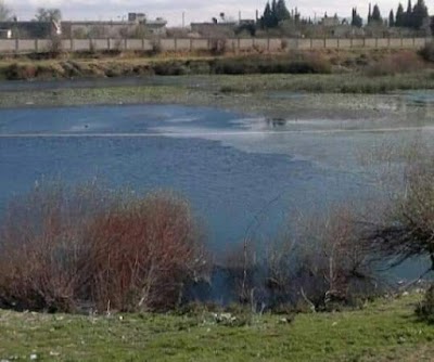 مدرسة البرهانية